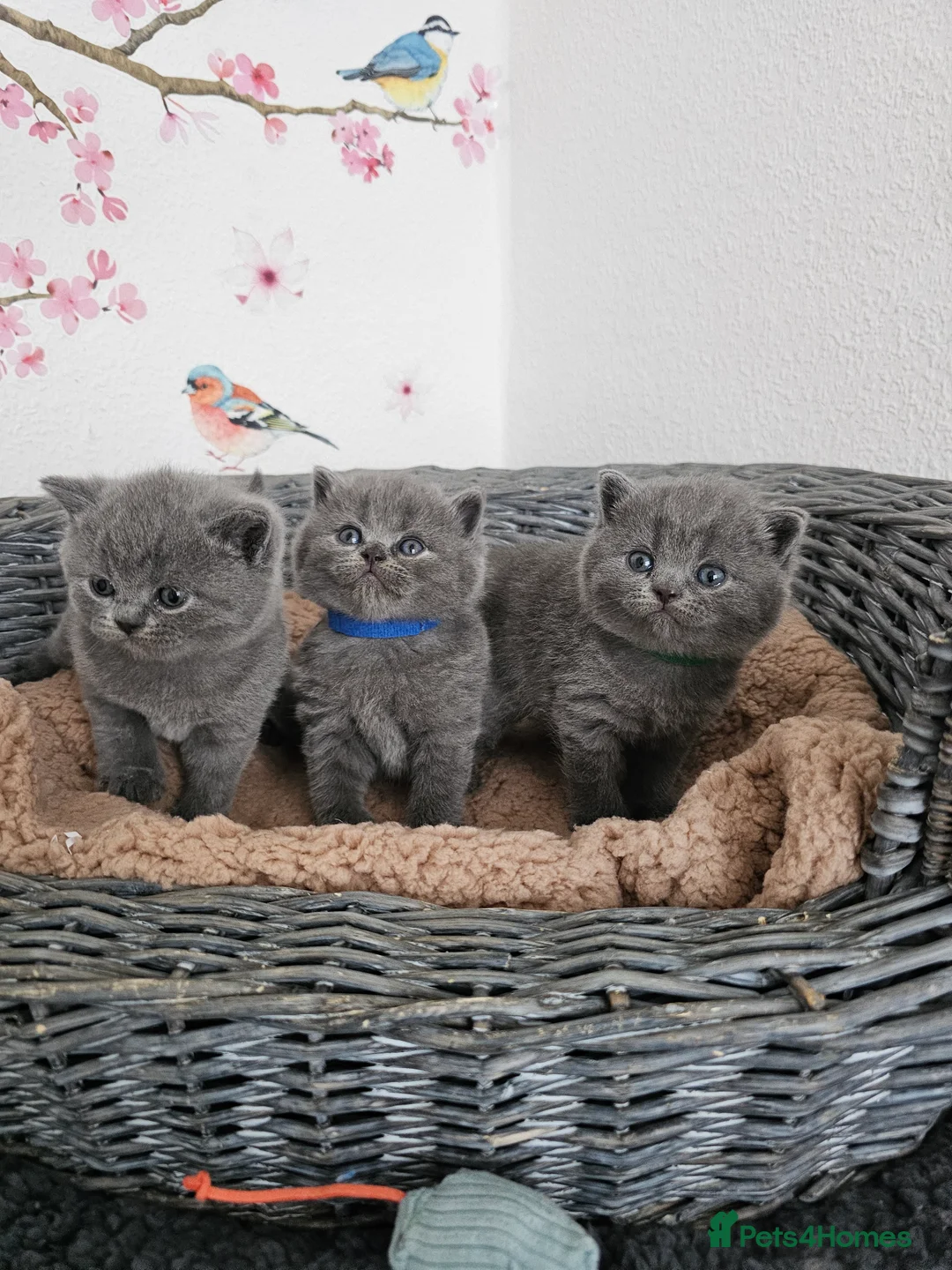 British Shorthair cats for sale: Gccf British shorthair kittens - Advert 4