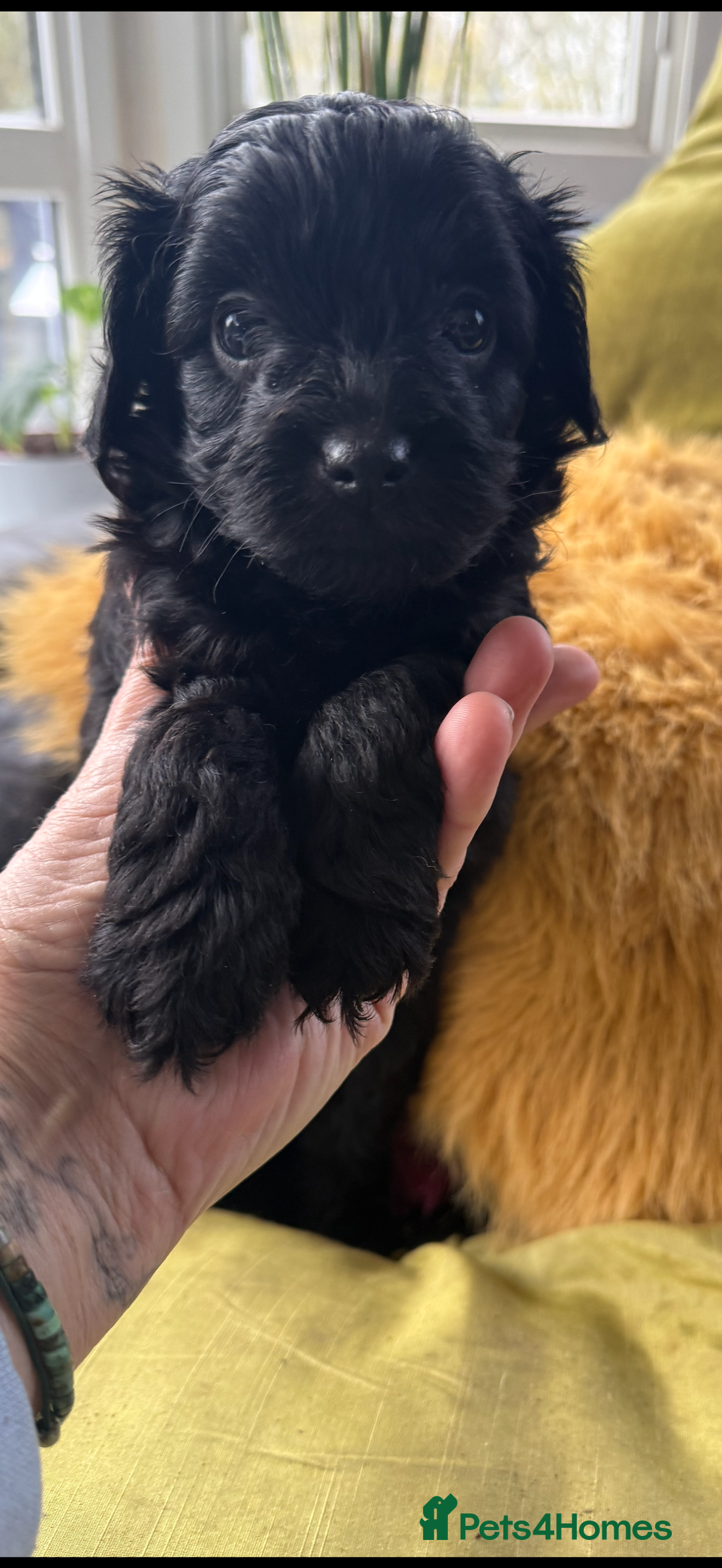 Jackapoo dogs for sale: Jackapoo  - Advert 5