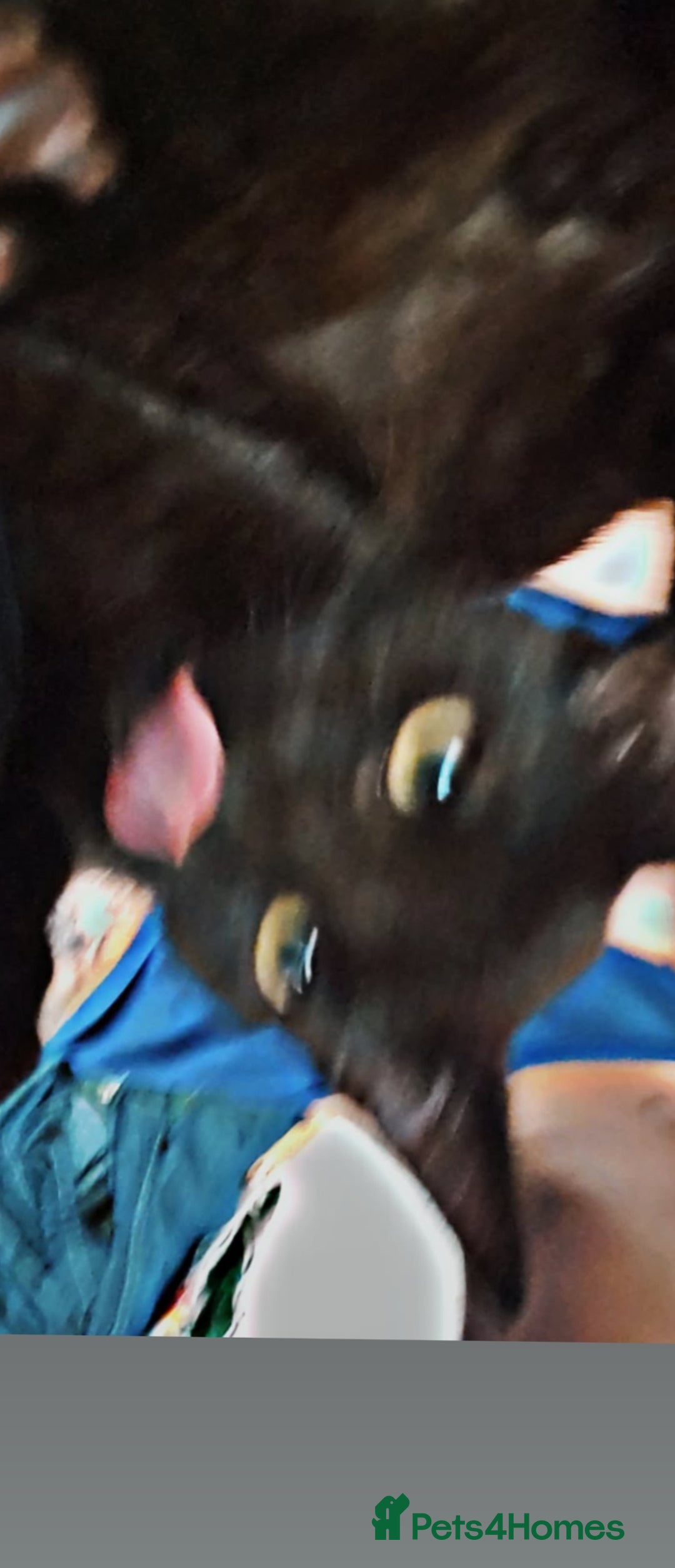 Bengal cats for sale: Void (black cat) - Advert 2