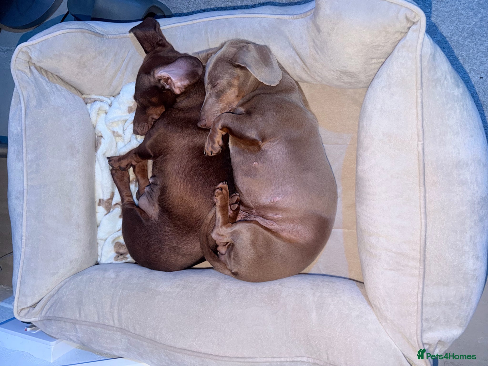 Miniature Dachshund dogs Loving Homes Needed for Two Beautiful Dachshunds - Advert 7