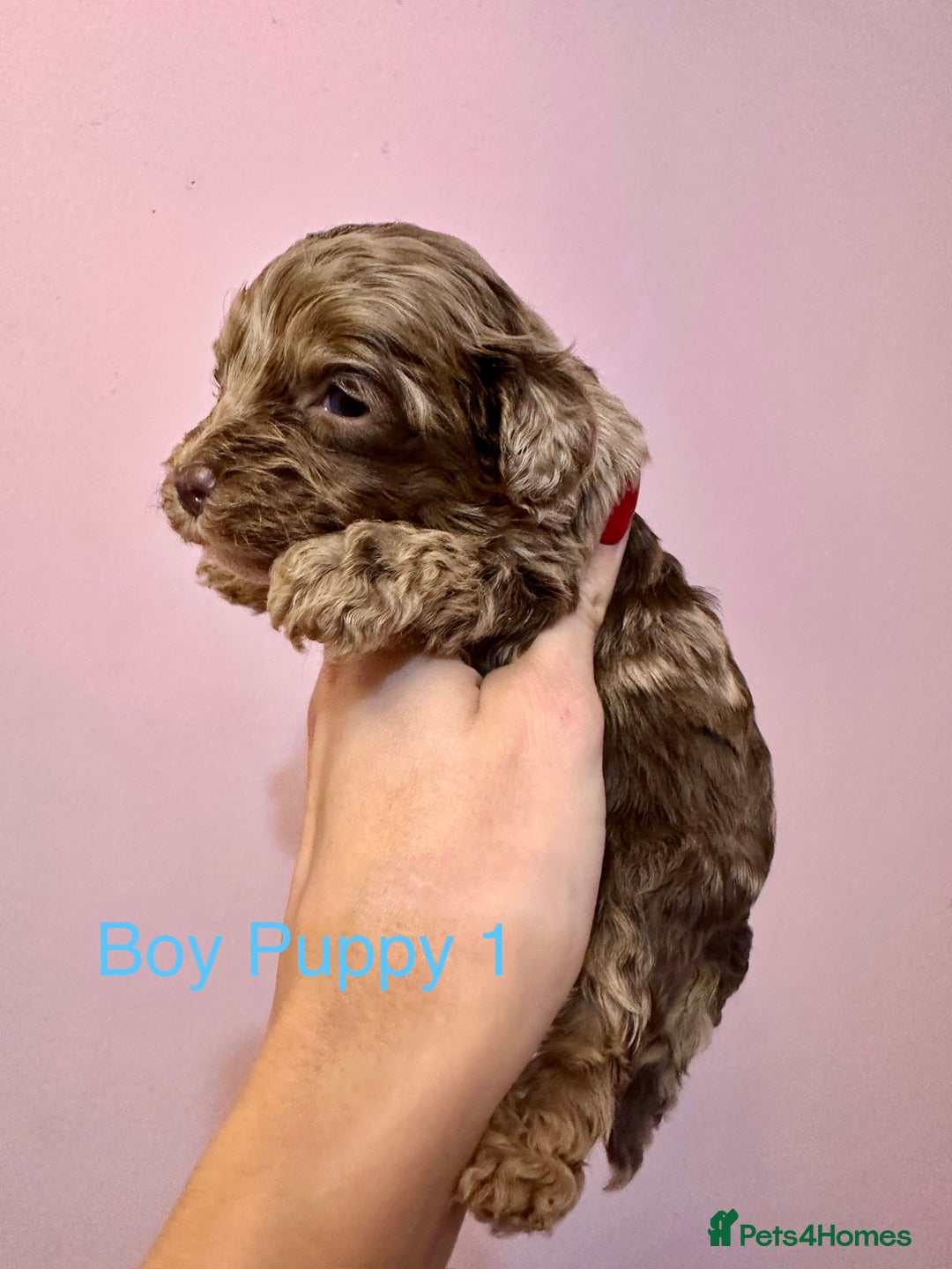 Cockapoo dogs for sale: Lovely American Cockapoo Pups Chocolates & Merles  - Advert 7
