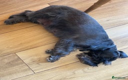 Miniature Schnauzer dogs for sale: Mrs Christiane Harrison  - Image 8