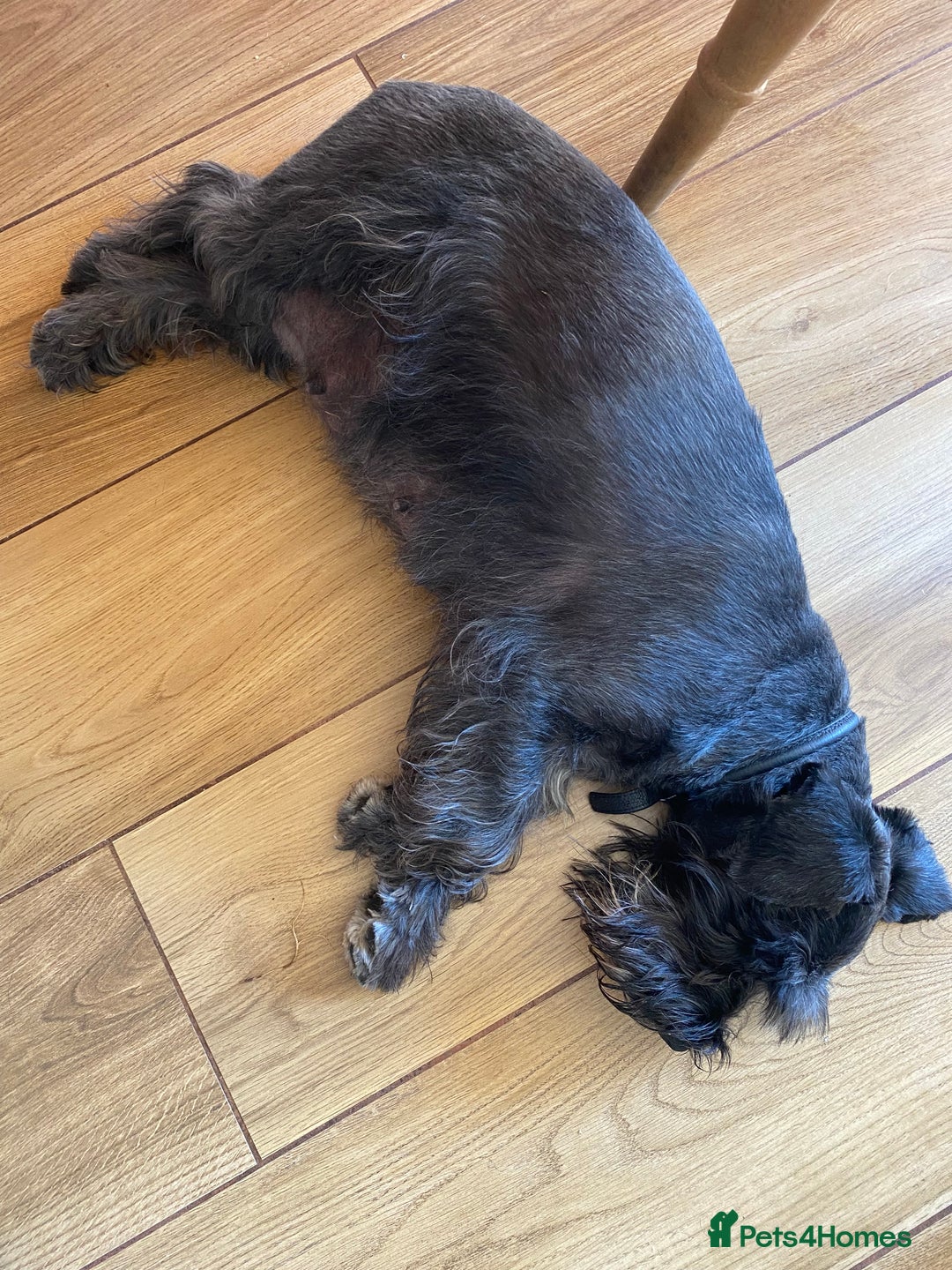 Miniature Schnauzer dogs for sale: Mrs Christiane Harrison  - Image 8