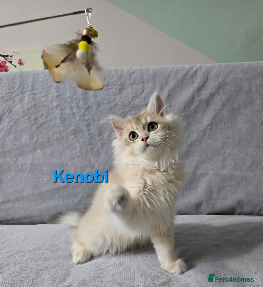 British Shorthair cats for sale: Pedigree golden British shorthair  - Image 6