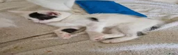 Mixed Breed cats for sale: Adorable kittens for sale  - Advert 13