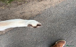 Ragdoll cats for sale: MISSING RAGDOLL - Image 5