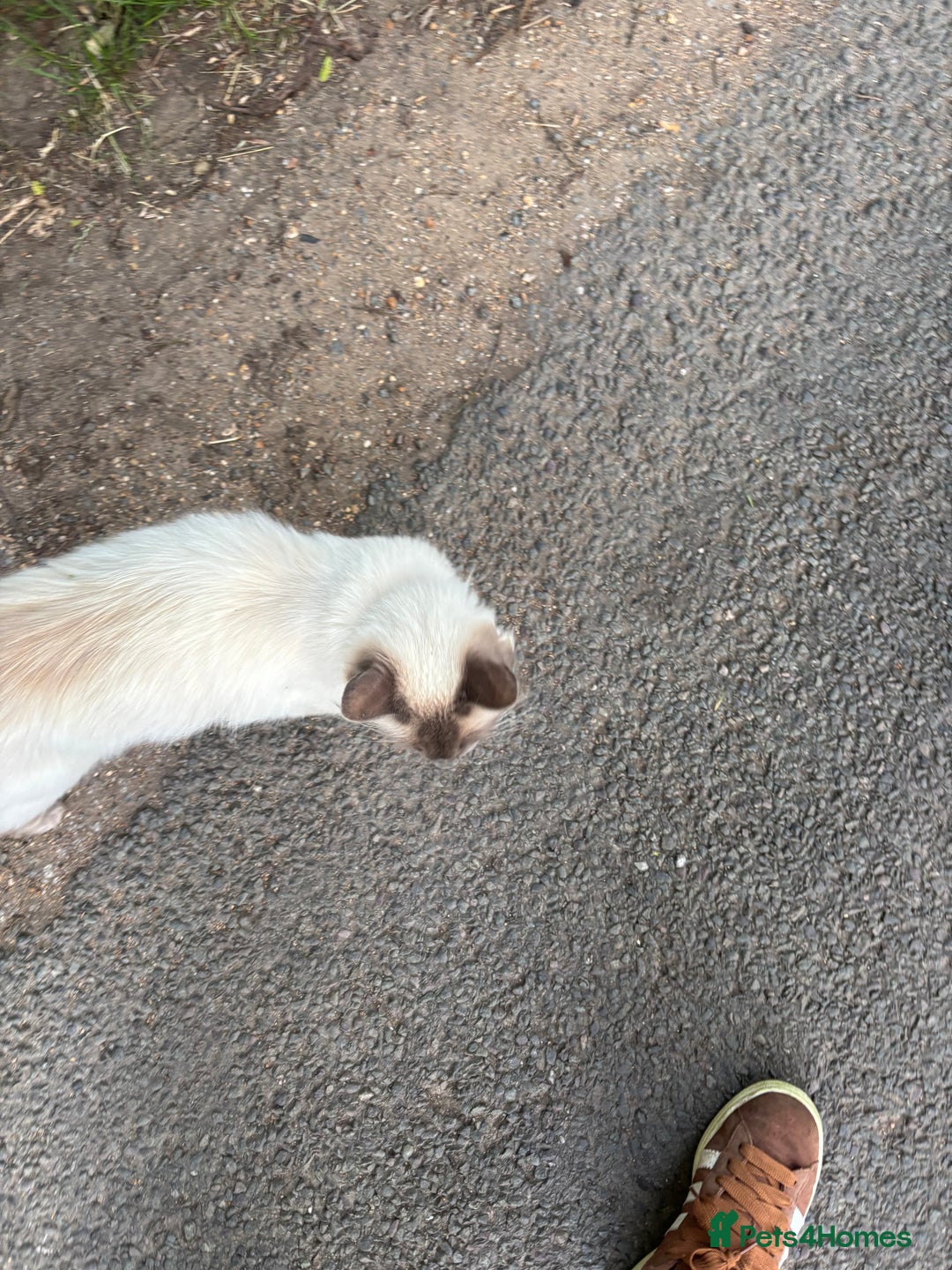 Ragdoll cats for sale: MISSING RAGDOLL - Image 5