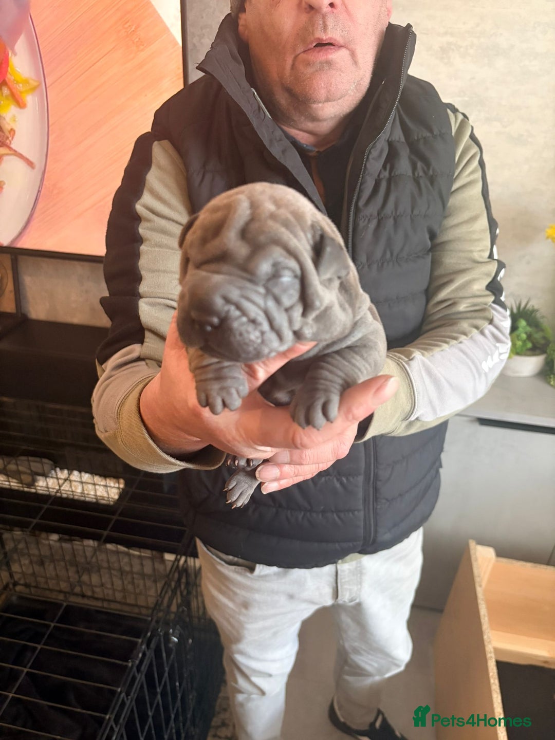 Shar Pei dogs for sale: Shar Pei Puppies looking for forever homes - Advert 2