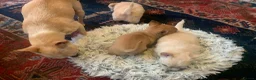 Chihuahua dogs for sale: Playful chihuahua puppies - Advert 9