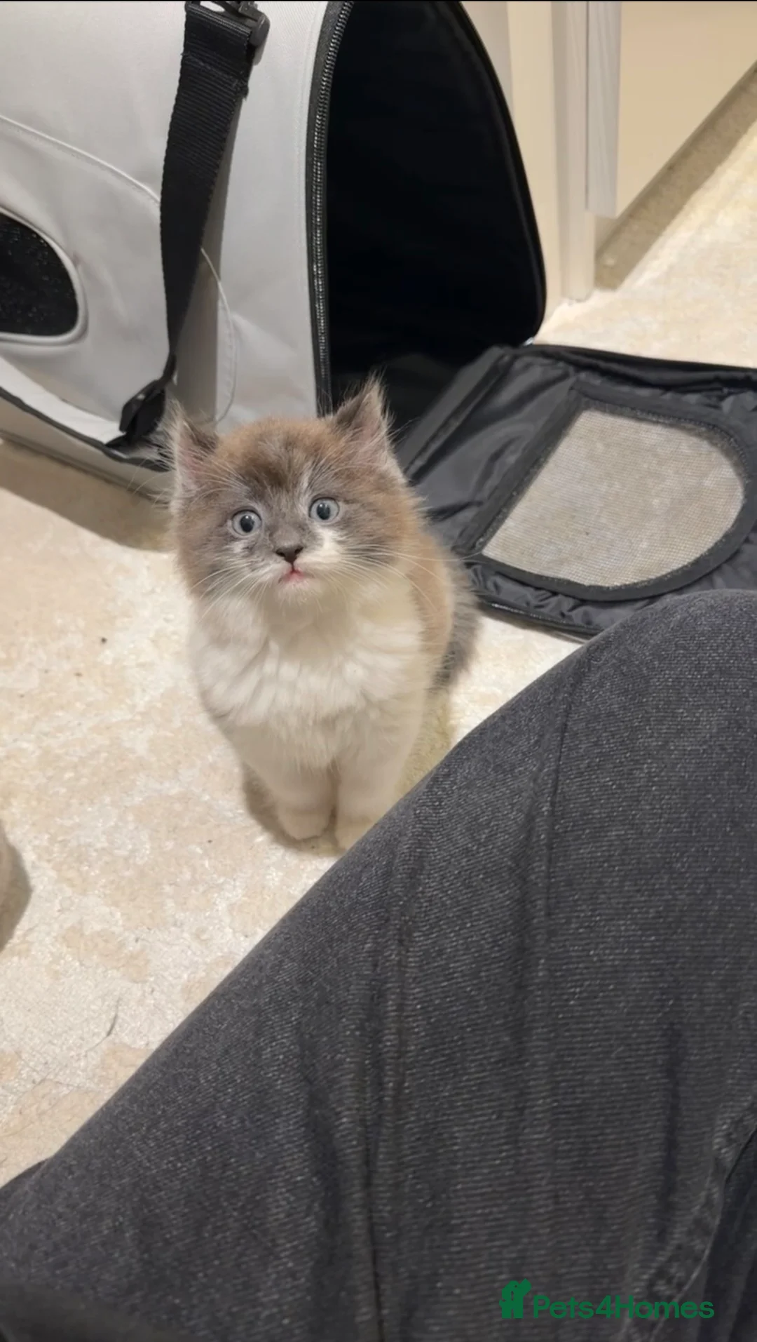 Mixed Breed cats for sale: domestic longhair kitten🐱 - Advert 3