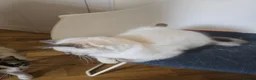 Ragdoll cats for sale: 🐾 Beautiful Ragdoll Kittens ready to leave 🐾 - Advert 32