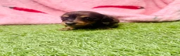 Miniature Dachshund dogs for sale: Long haired miniature dachshund puppies - Advert 8
