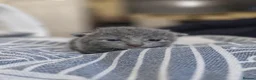 Russian Blue cats for sale: 🐾 Beautiful Russian Blue Kittens for Sale 🐾 - Advert 9