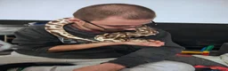 Python Snake reptiles for sale: Royal pythons for sale  in Burnley - Advert 3