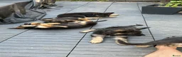 German Shepherd dogs for sale: German Shepherd puppies Males and Females - Advert 10