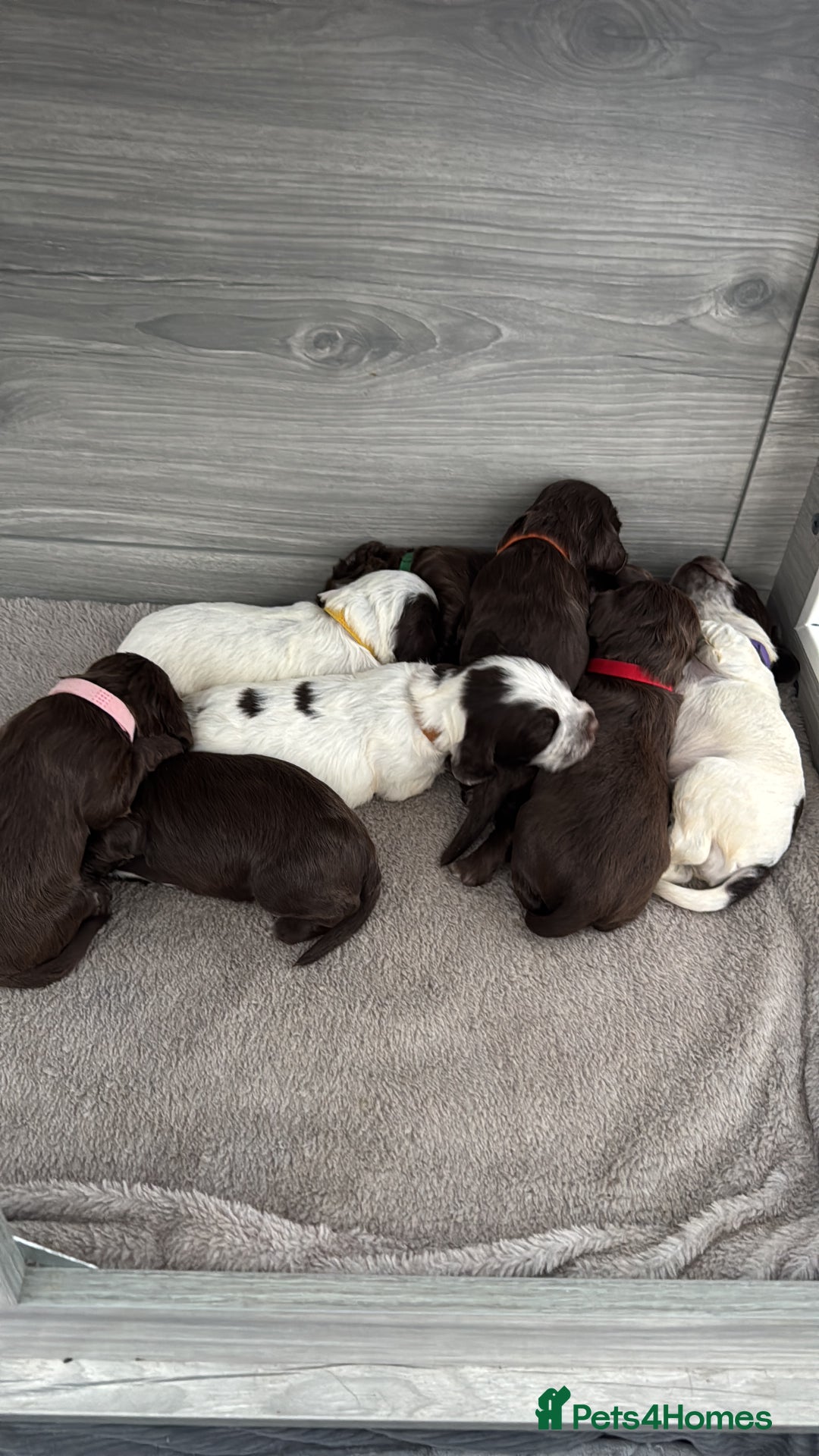 Cocker Spaniel dogs for sale: Litter of Cocker Spaniels ready for New Year - Advert 9