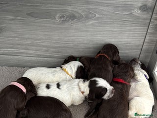Cocker Spaniel dogs Last couple of Cocker Spaniel puppies available - Advert 2