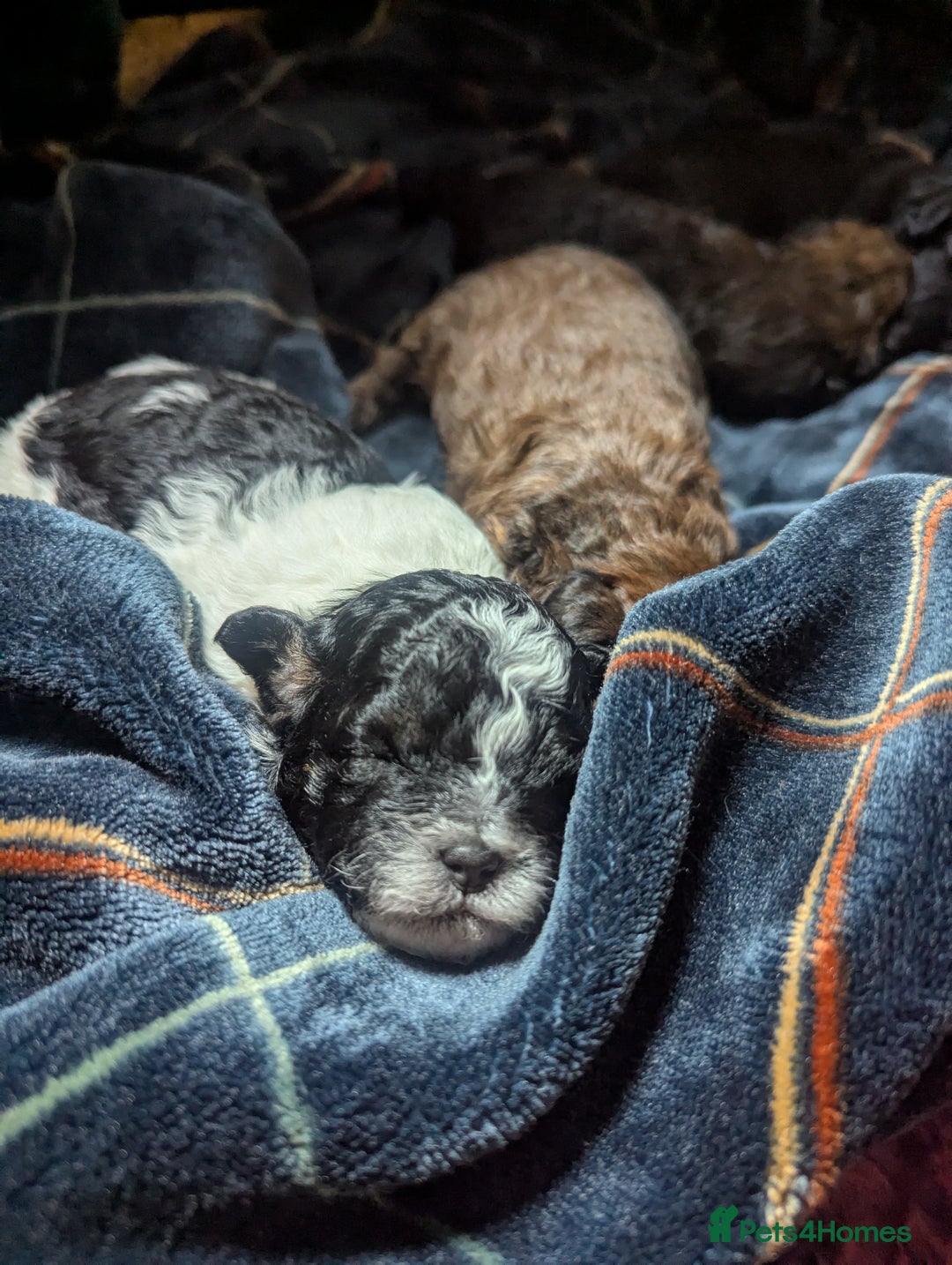 Shihpoo dogs for sale: F2 shihpoo puppies. - Image 9