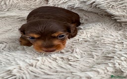 Miniature Dachshund dogs for sale: Long haired mini male dachshunds pups KC reg  - Image 33