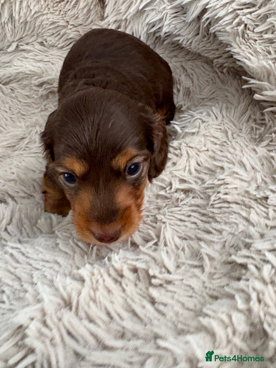 Miniature Dachshund dogs for sale: Long haired mini male dachshunds pups KC reg  - Image 33