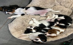 Cavalier King Charles Spaniel dogs for sale: Stunning Cavalier Puppies - Image 5