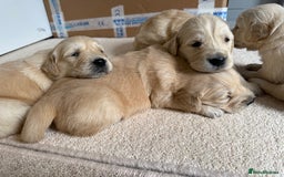 Golden Retriever dogs for sale: Stunning KC Registered Golden Retriever Puppies - Image 5