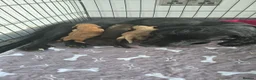 Cocker Spaniel dogs for sale: Mr Grant Duffy - Advert 3