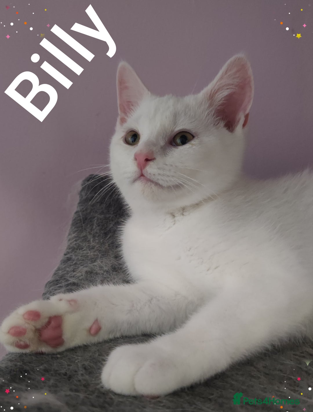 British Shorthair cats for sale: *READY*RARE PURE WHITE BSH TICA PEDIGREE KITTENS - Image 5