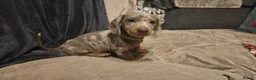 Miniature Dachshund dogs for sale: Gorgeous Miniature Dachshund Puppies in Sutton - Advert 4