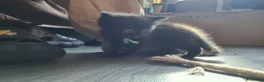 Norwegian Forest Cat 2
