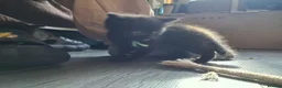Norwegian Forest Cat cats for sale: Beautiful Norwegian Forest kittens - Advert 7