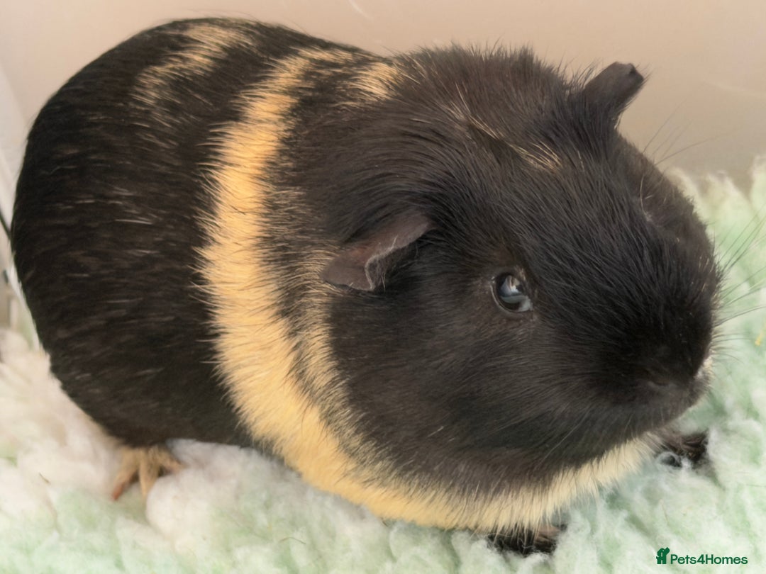 Guinea Pig rodents for sale: Sad Sale  - Advert 3