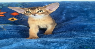 Abyssinian cats - Advert 1