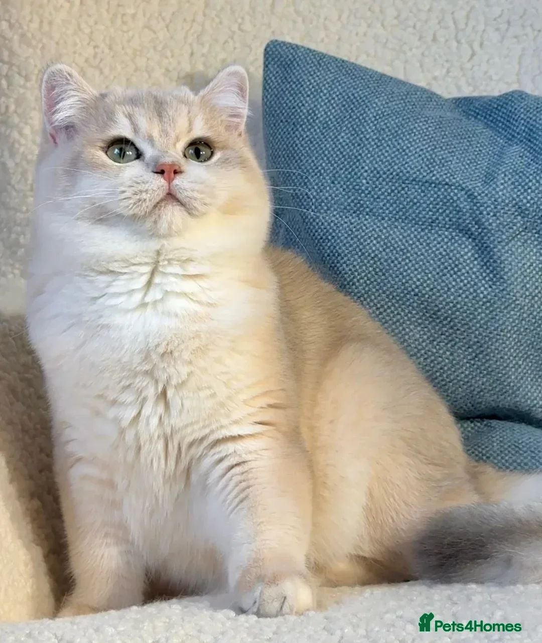 British Shorthair cats 3 Exceptional BSH Black Golden Chinchilla/Sunshine - Advert 2