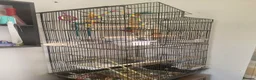 Budgerigars birds for sale: Budgies - Advert 1