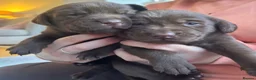 Labrador Retriever dogs for sale: Gorgeous KC Registered Chocolate Labrador Puppies  - Advert 12
