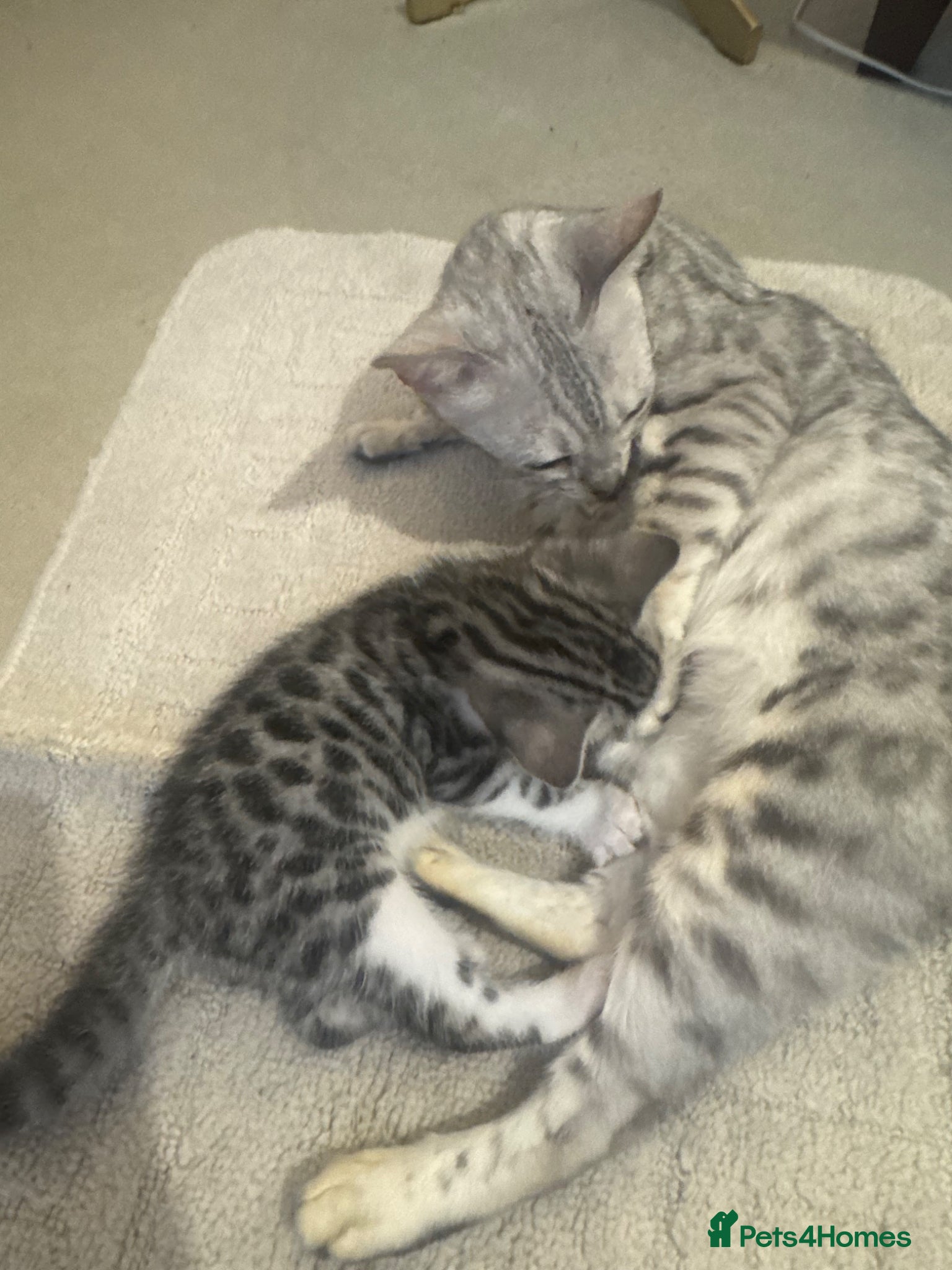 Bengal cats Bengal X Male  - Advert 1