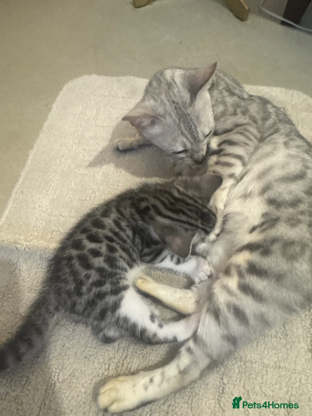 Bengal cats for sale: Bengal X Male  - Advert 1