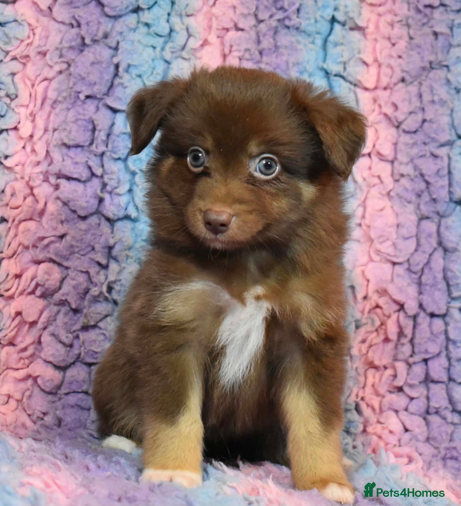Miniature American Shepherd dogs Top Quality, RKC Reg, Health Tested Puppies - Advert 4