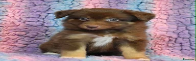 Miniature American Shepherd 1