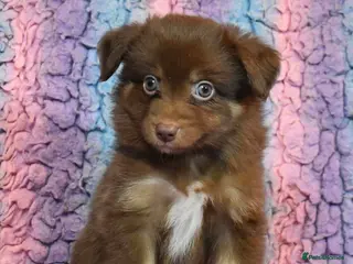 Miniature American Shepherd dogs Top Quality, RKC Reg, Health Tested Puppies - Advert 3