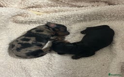 Miniature Dachshund dogs for sale: Stunning Kc Reg Long Hair Mini Dachshund puppies - Image 11