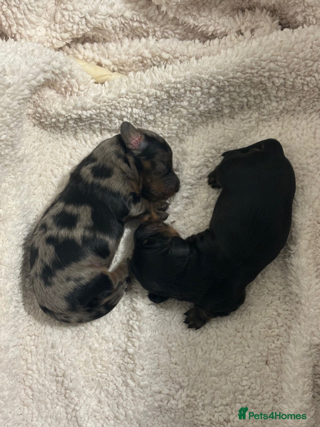 Miniature Dachshund dogs for sale: Stunning Kc Reg Long Hair Mini Dachshund puppies - Image 11