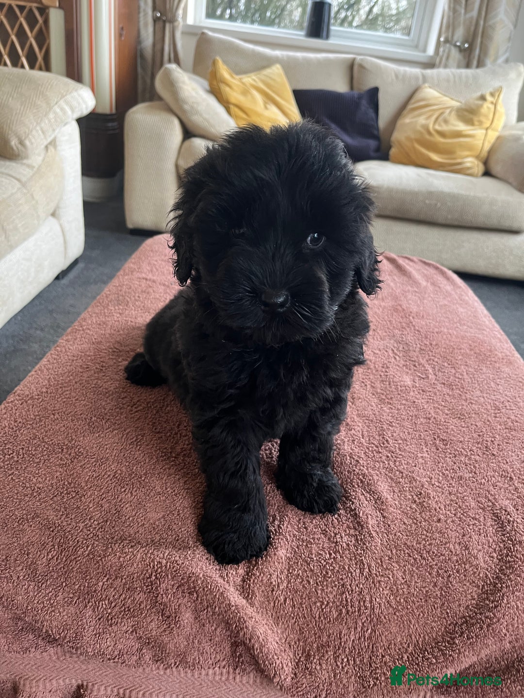 Labradoodle dogs for sale: Beautiful healthy Labradoodle Puppied - Advert 38