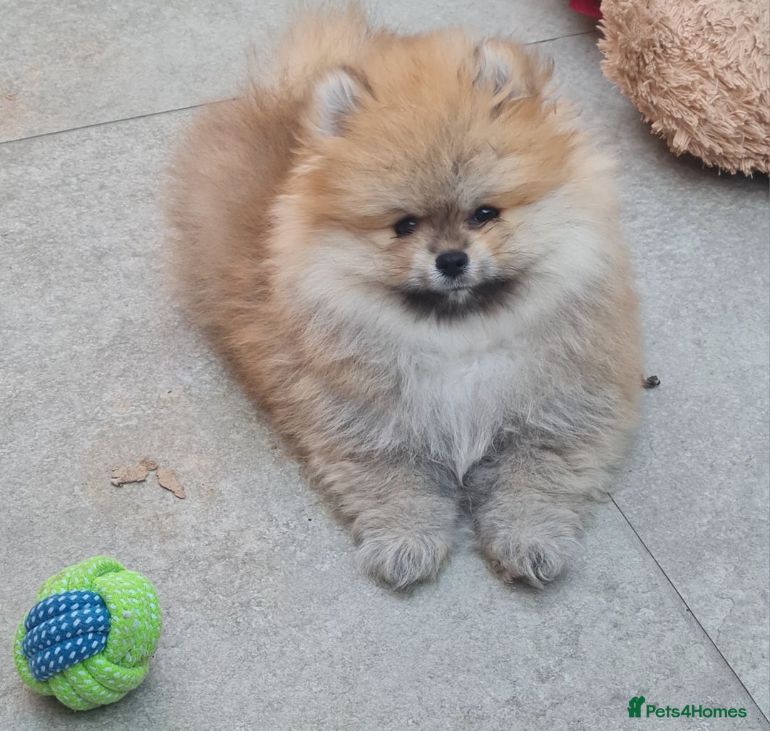 Pomeranian dogs for sale: Stunning Teddy purebreed Russian/Ukrainian poms in Basildon - Image 5