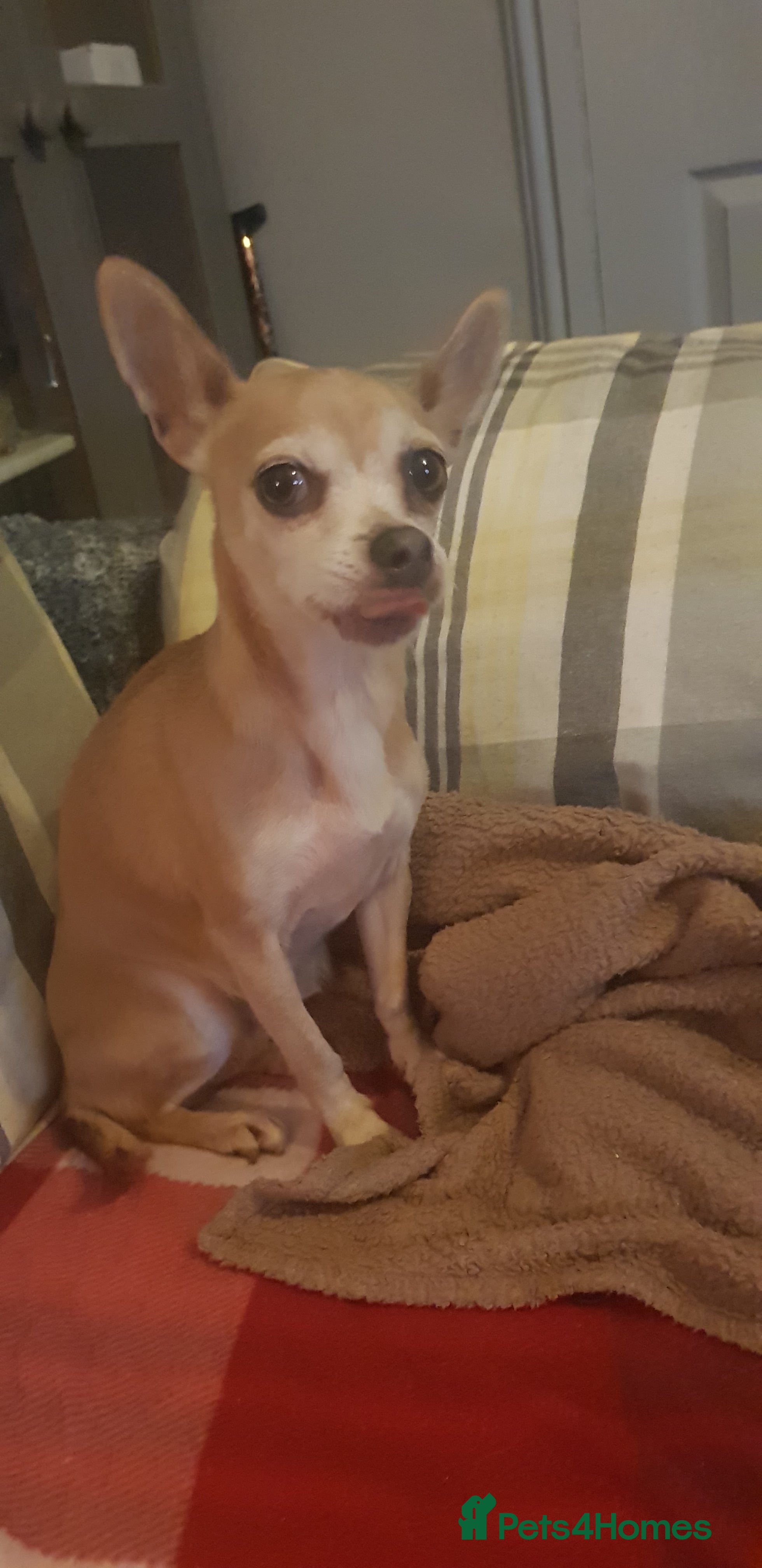 Chiweenie dogs Chiweenie pups for sale in Rowley Regis - Advert 1