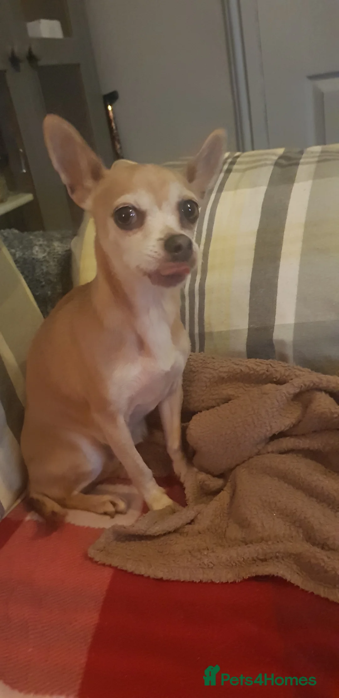 Chiweenie dogs for sale: Chiweenie pups for sale in Rowley Regis - Advert 1