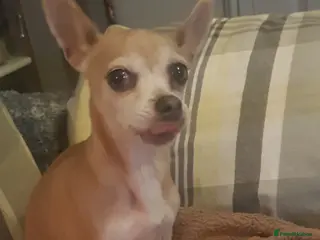 Chiweenie dogs Chiweenie pups for sale in Rowley Regis - Advert 1