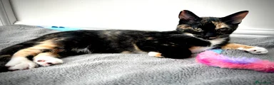 Mixed Breed Kitten 3