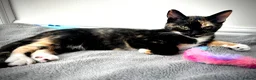 Mixed Breed cats for sale: Beautiful mixed breed kittens in Wolverhampton - Advert 5